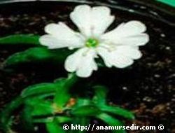 31 bin ya��nda a�t�