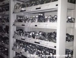 GEN BANKASINDA 30 B�N B�TK� TOHUMUNA �ZEL KORUMA