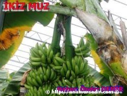 BOZYAZIDA MUZ RETCLERNDEN MUSTAFA ARI'NIN KZ OLDU