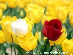 T�RK�YE'DEN HOLLANDA'YA LALE �HRACATI